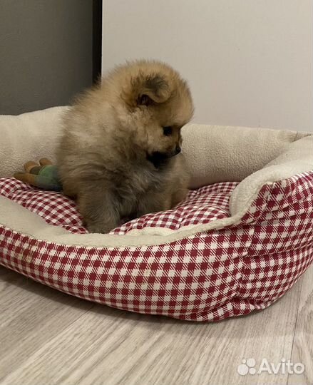 Померанский шпиц мини девочка