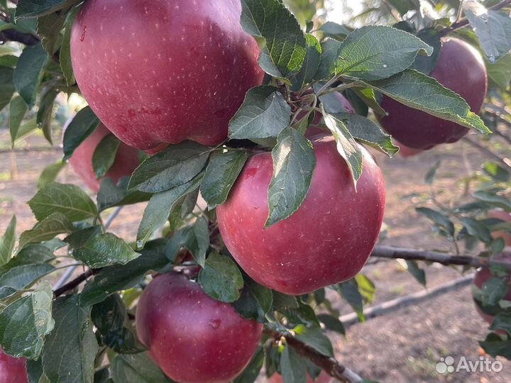 Яблоко Джаромини