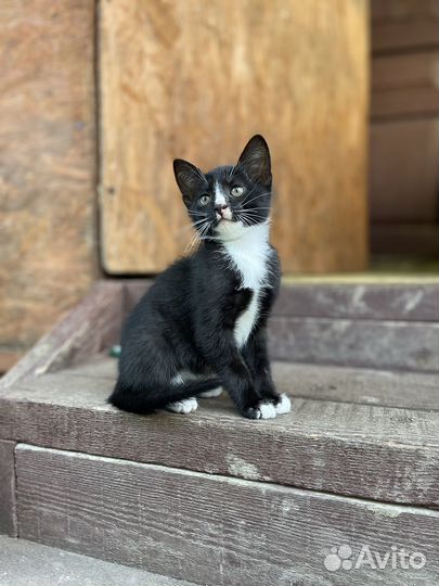 Котята в добрые руки бесплатно