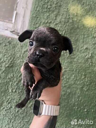 Французский бульдог щенки девочки