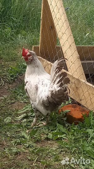 Продам Петуха