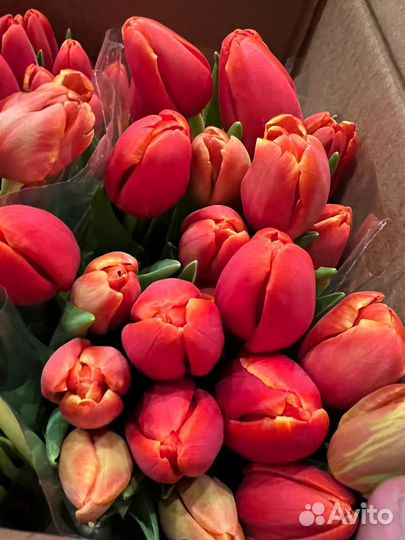 Тюльпаны к 8 марта розница