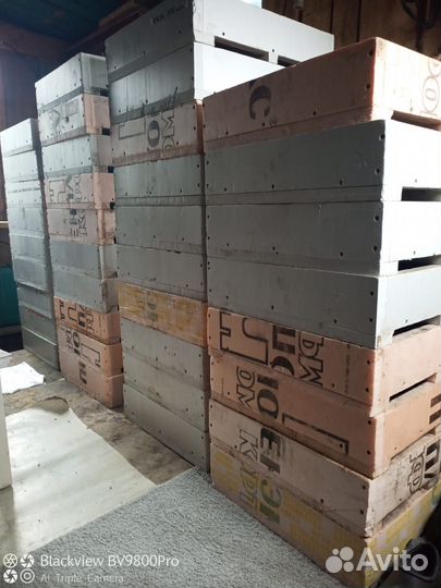 Черви для рыбалки дендробена