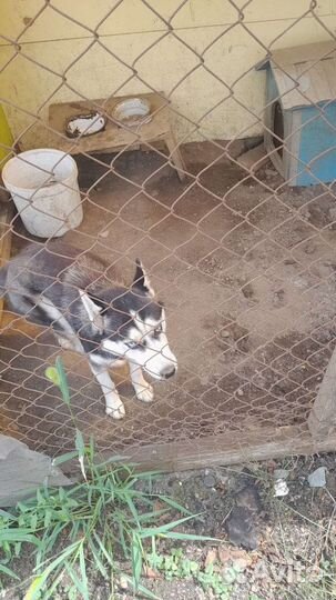 Собаки хаски