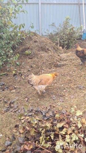Петухи и куры породистые