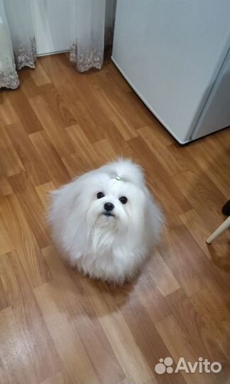 Мальтипу Девочки