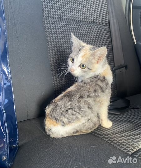 Котенок Девочка