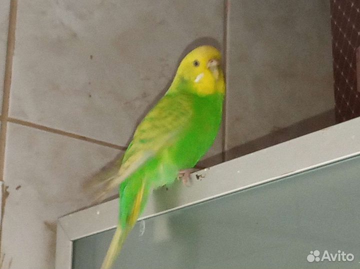 Волнистые попугаи, зрелые, только парами, клетки