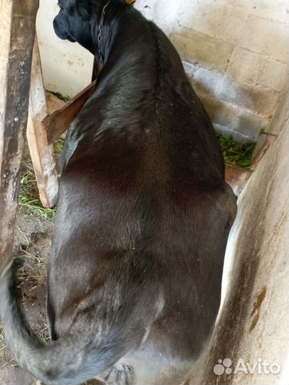 Нетель 1.5 года