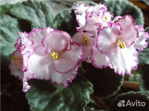 Листья фиалки