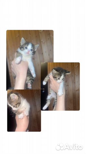 Котята в добрые руки