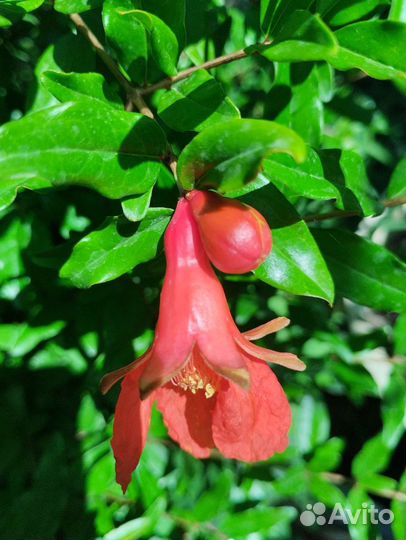 Аглаонемы-5 сортов,обмен возможен.Комнатные раст