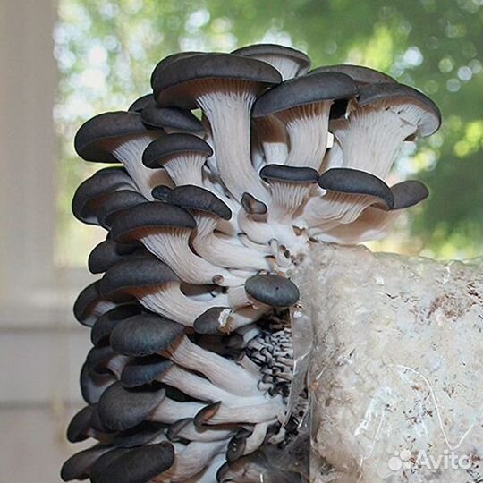 Грибы вешенка