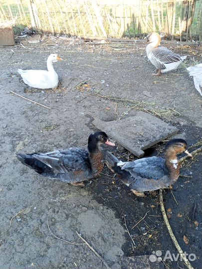 Утки муларды