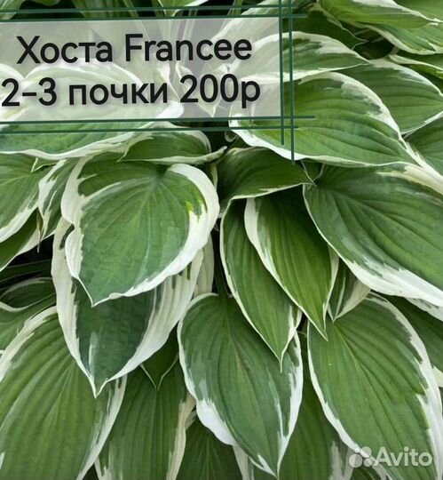 Многолетние садовые растения