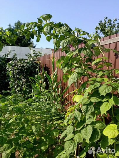 Малиновое дерево саженцы