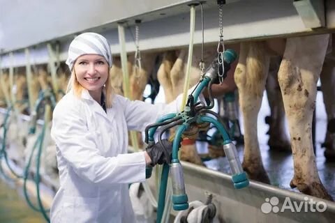 Оператор машинного доения. Вахта