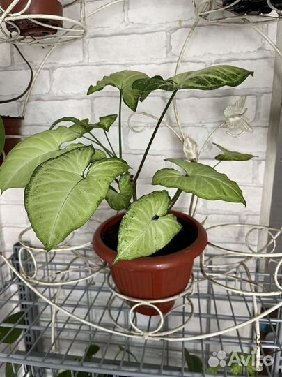 Монстера, Сциндапсус, Сингониум