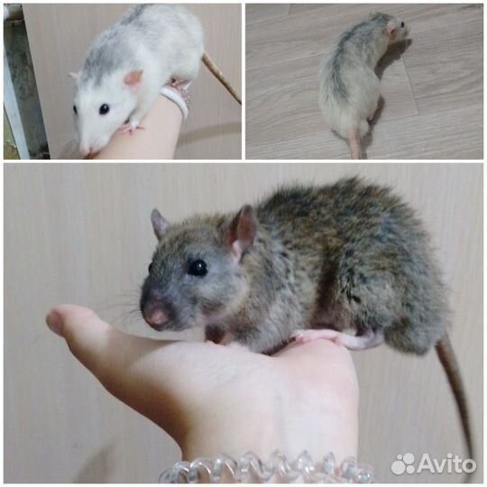 Крысы дамбо мальчики