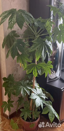 Фатсия японская