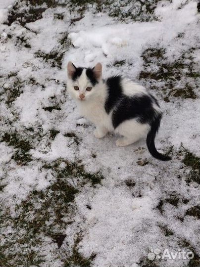 Кошка в дар