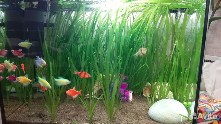 Валлиснерия аквариумные водоросли