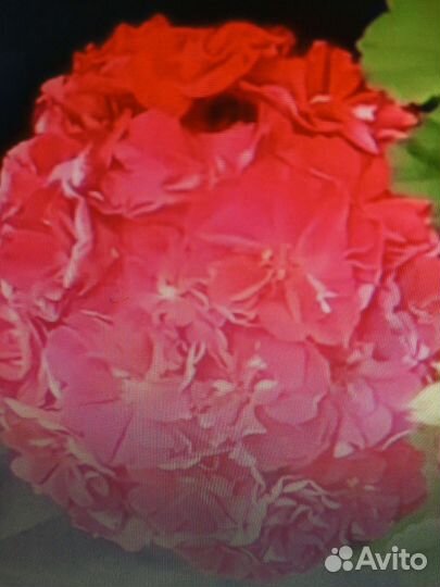 Сортовые пеларгонии