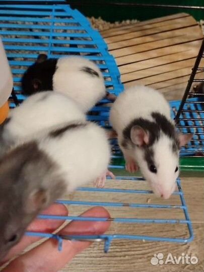 Крысята дамбо