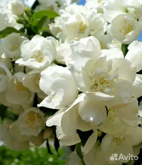 Саженцы жасмин махровый, ароматный 5 сортов зкс