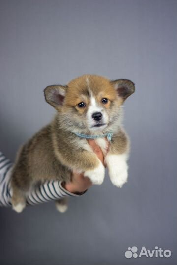 Щенки корги