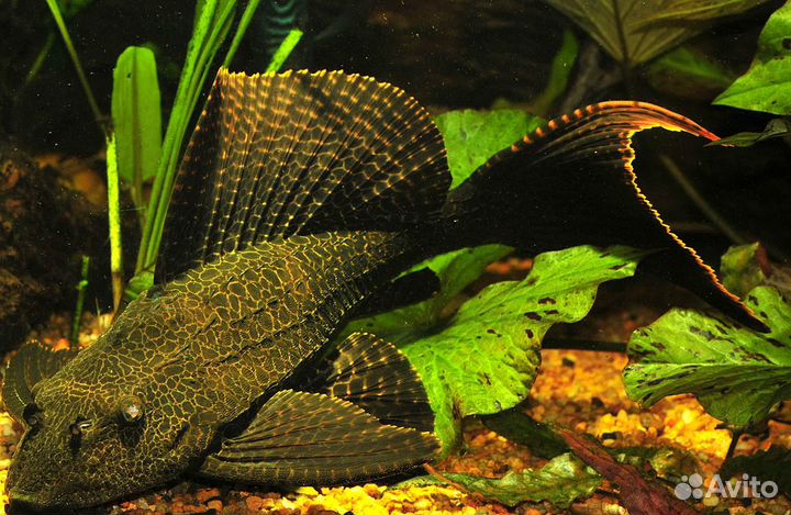 Экзотические сомы (Птеригоплихт парчовый:)