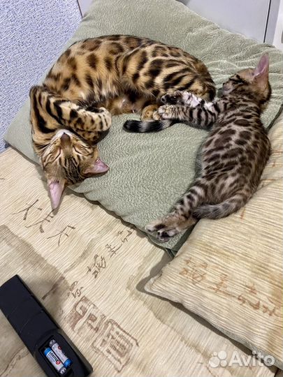 Бенгальские котята