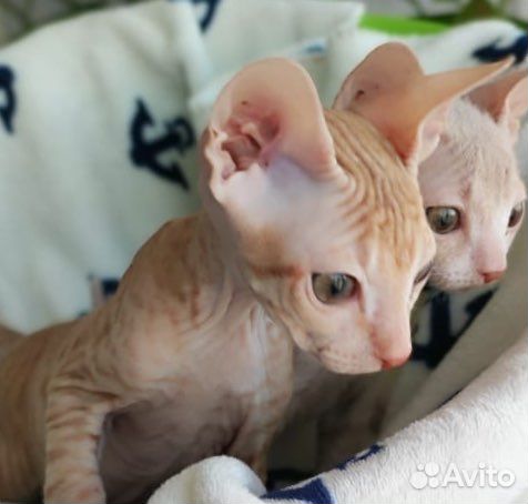 Кошки донской сфинкс