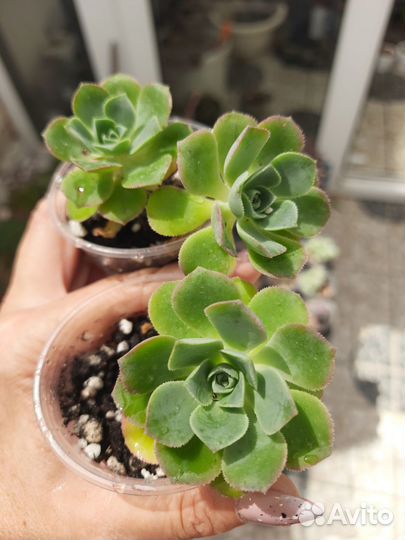 Эониумы, эхеверии