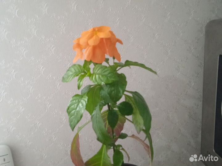 Комнатный цветок-Кроссандра