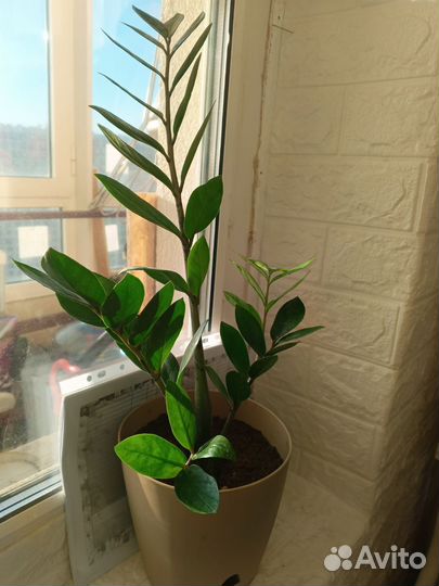 Замиокулькас