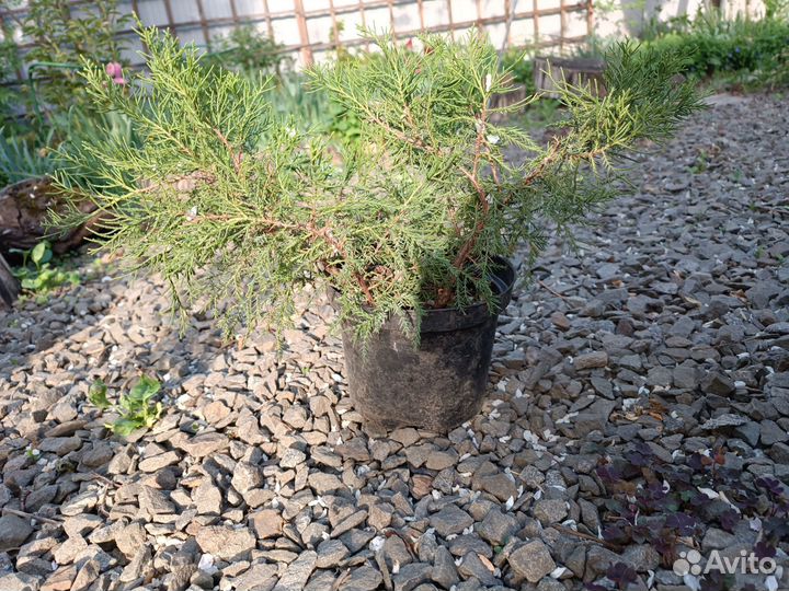 Можжевельники и ирисы