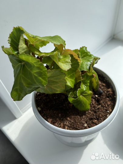 Бенгония элатиор