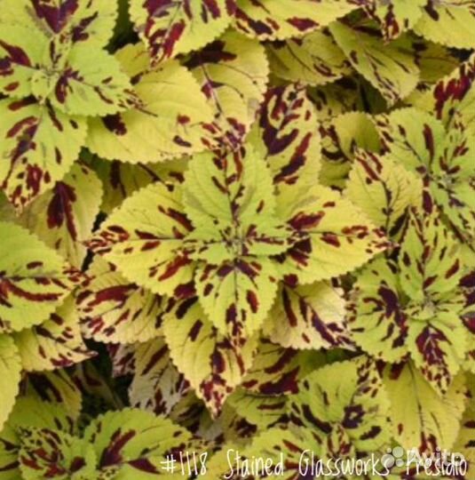 Колеусы Вегетативные (в ассортименте)