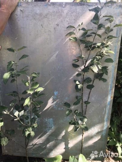 Яблоня колонна видная
