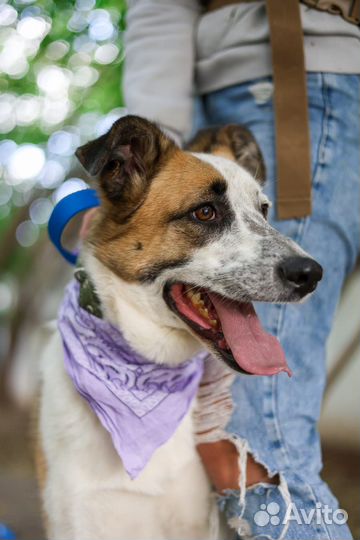 Собака в добрые руки, Лолита