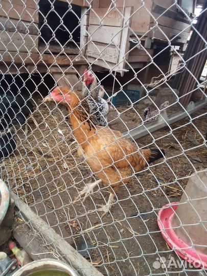 Бойцовые куры