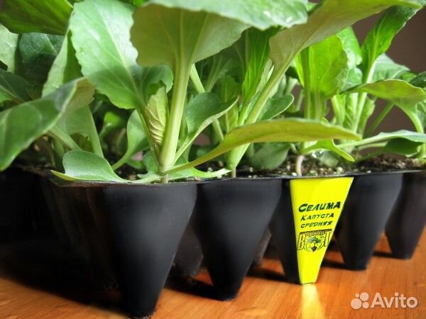 Кассеты для рассады 100