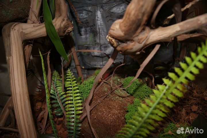 Террариум для ящериц и пауков