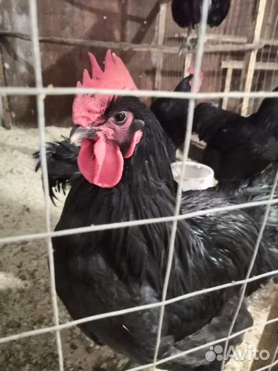 Петух джерсийский гигант