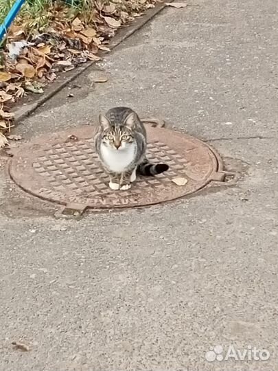 Нашли Кошечку подростка, ищем старых, новых хозяев