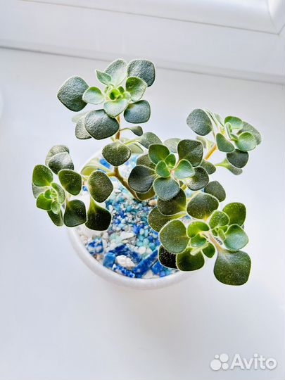 Аихризон дерево любви. Подарок. Декор