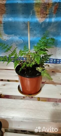 Комнатные растения