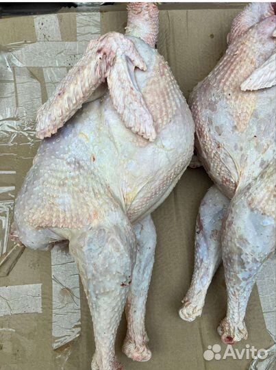 Индюшка, индейка