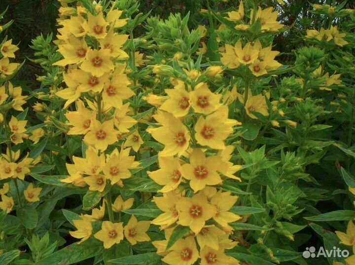 Многолетники, хоста, бадан, лилии, ирисы